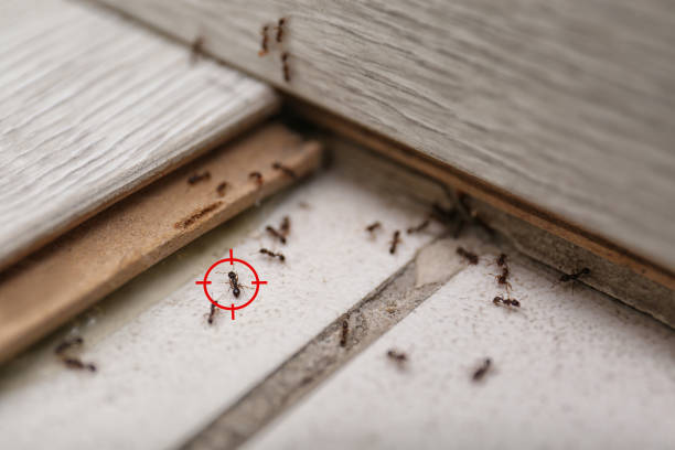 Best Mosquito Control Services  in Fairmont, IL
