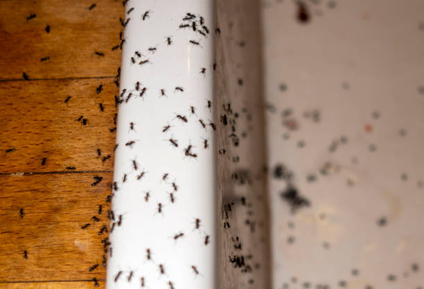Best Rat Extermination Near Me  in Fairmont, IL